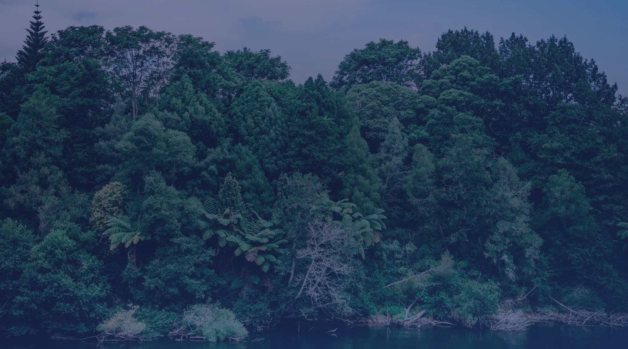 A wall of lush green forest lines the calm, dark water of a river under a soft pale sky.