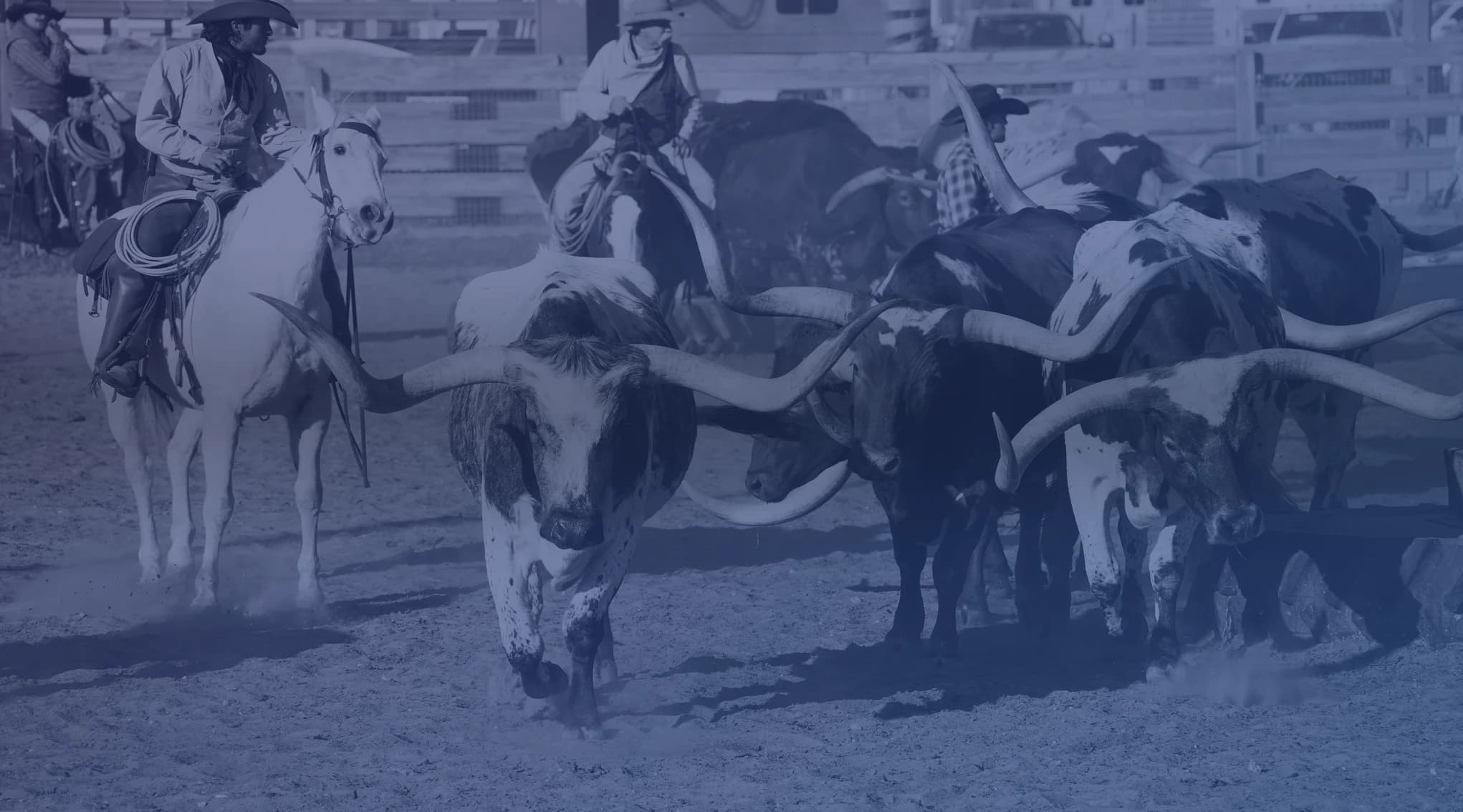 Longhorn cattle in the Fort Worth Stockyards near NAS JRB Fort Worth.