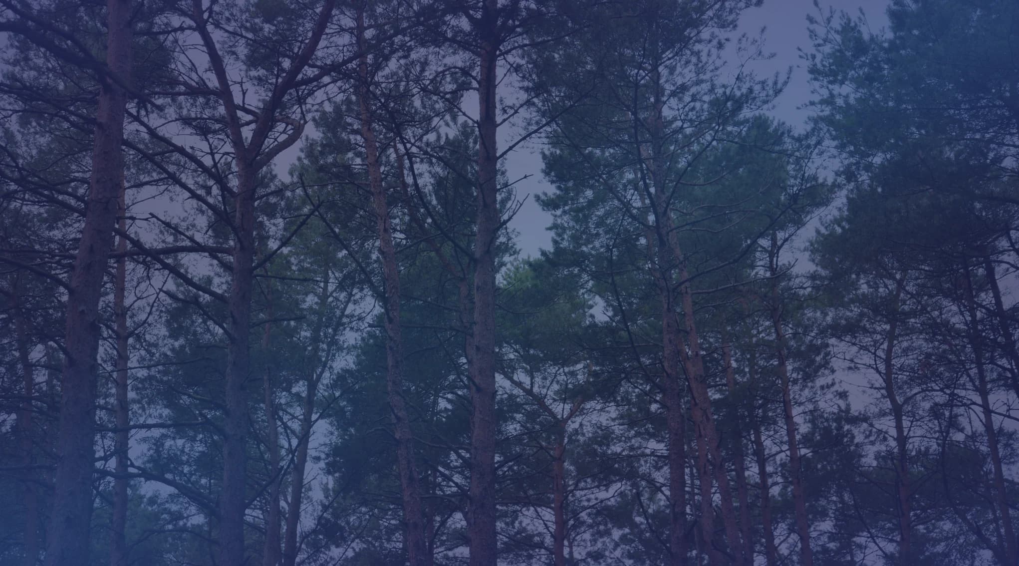 Tall pine trees rising toward a pale sky in a green pine forest, like the Sandhills of central North Carolina.