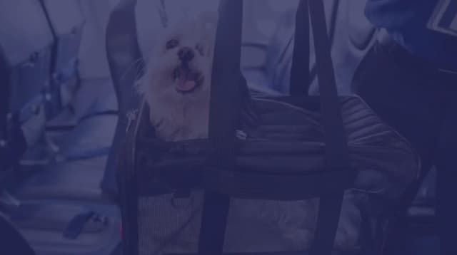 Flying with pets in a commercial airliner to Hawaii.