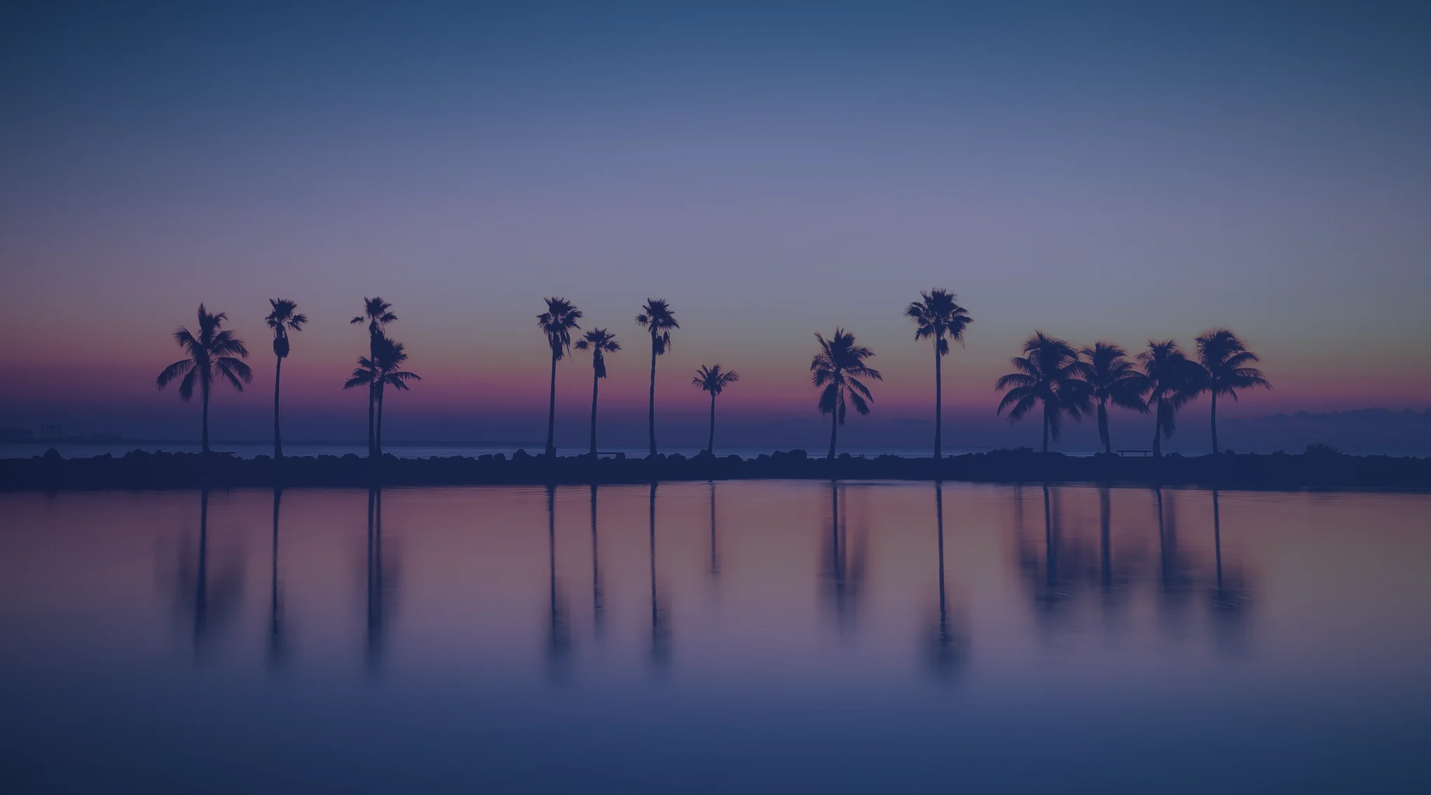 Palm trees silhouetted along a calm bay at dusk, like Tampa Bay near MacDill Air Force Base.