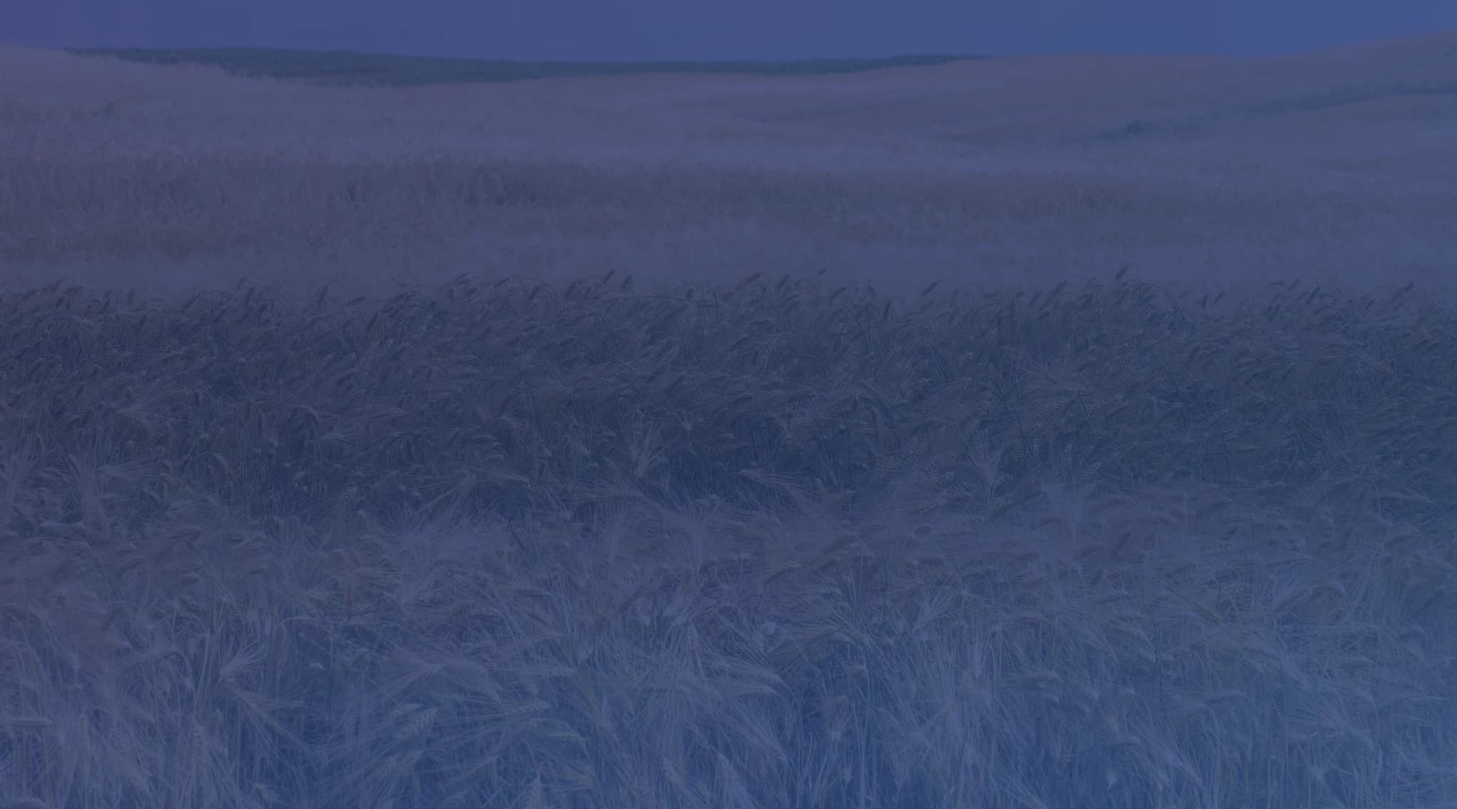 Golden wheat and grain stalks swaying in a breeze across rolling plains under a wide Kansas sky